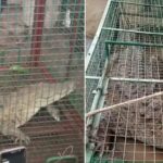 जिंदा मुर्गे और मछलियों का लालच…फिर दमोह की ब्यारमा नदी में ऐसे जाल में फंसा 12 फुट लंब मगरमच्छ